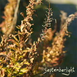 golden sunlight on dry plant stalks